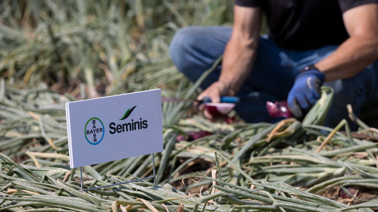 Seminis в Vegetables by Bayer – традиция совершенства