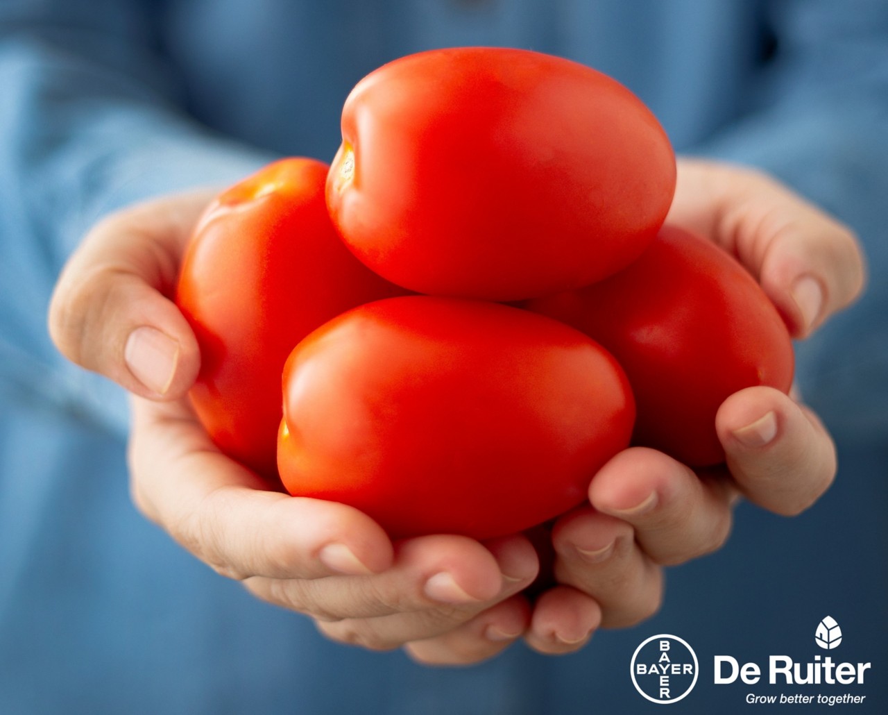 De Ruiter теперь является частью Vegetables by Bayer