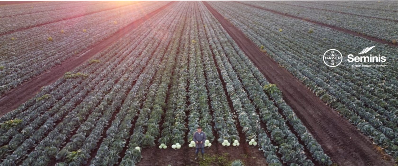 Seminis как часть Vegetables by Bayer