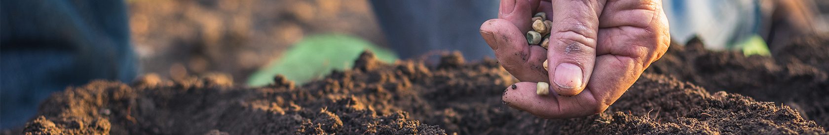 Рекомендации по выращиванию