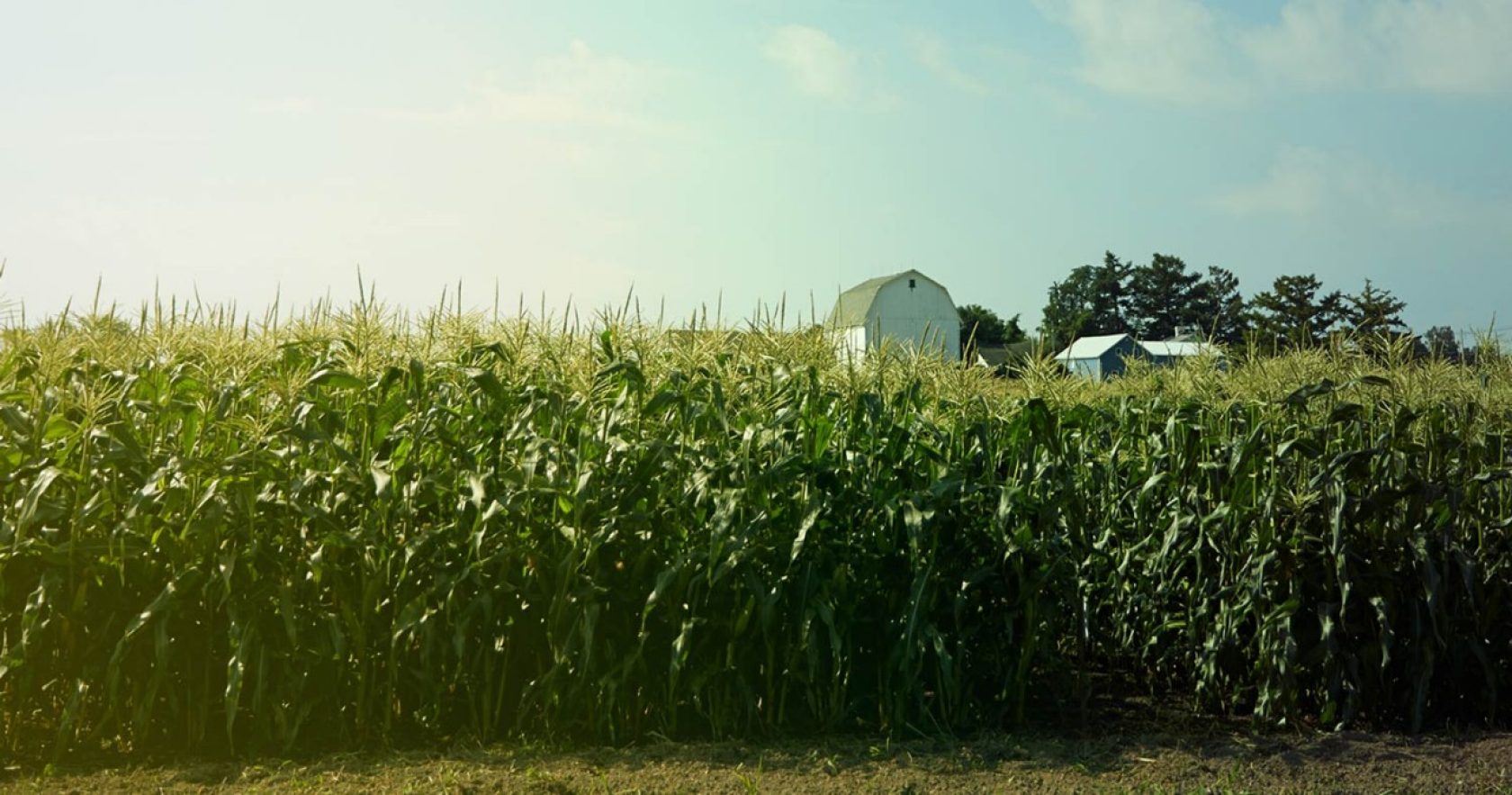 Справочник сокращений по теме устойчивости к болезням