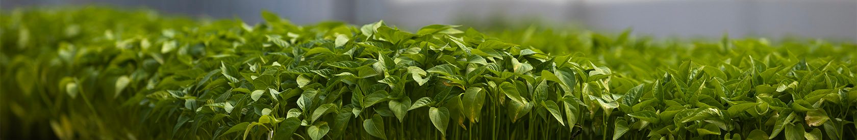 Улучшаем качество. Расширяем возможности.