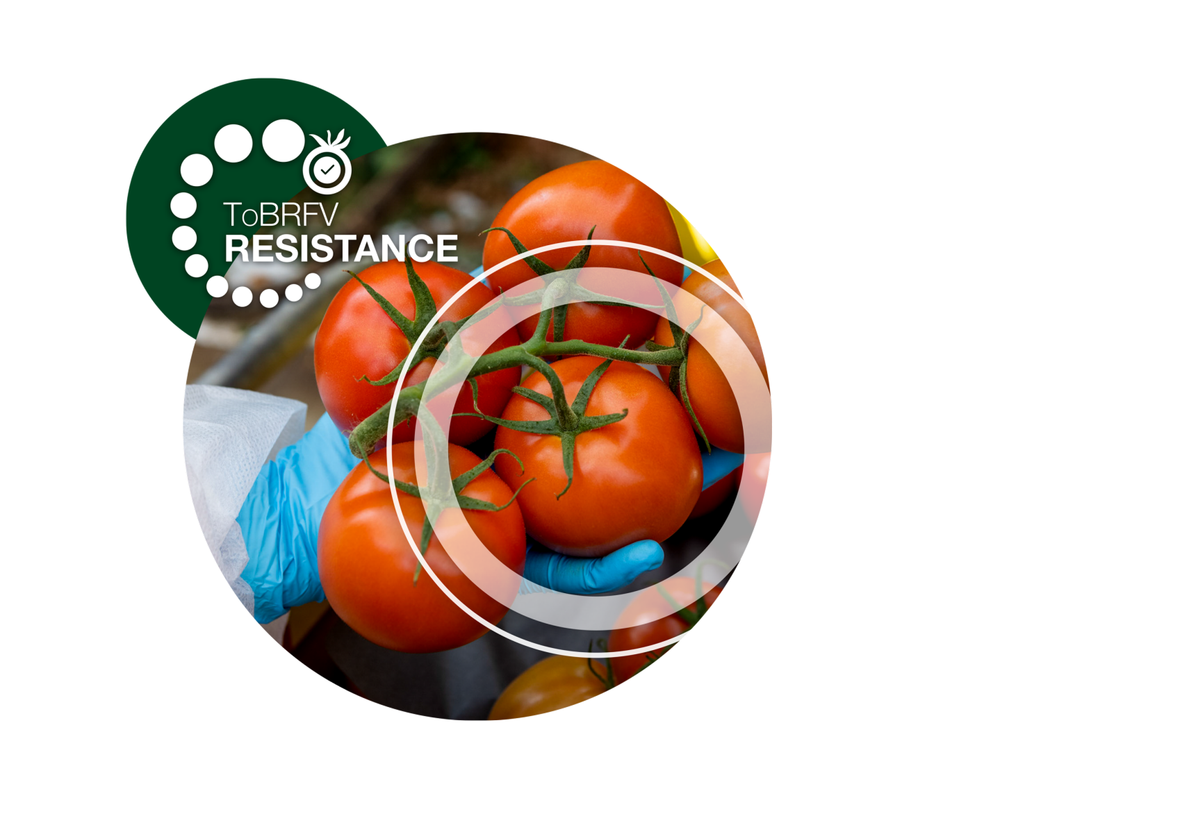 Уверенность на каждом уровне – меры против ToBRFV