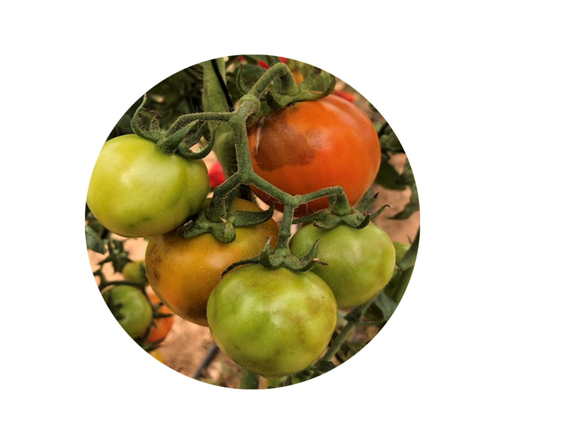 Профилактика и обнаружение ToBRFV