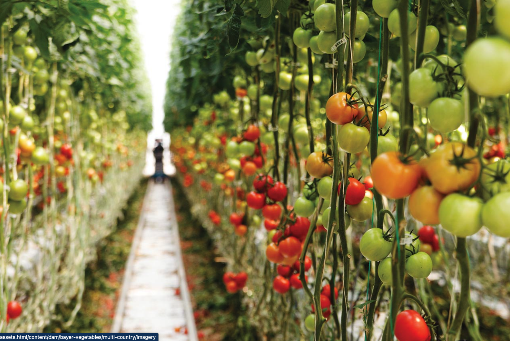 Информационный портал по ToBRFV