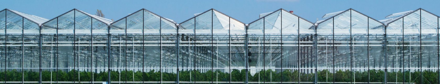 De Ruiter как часть Vegetables by Bayer