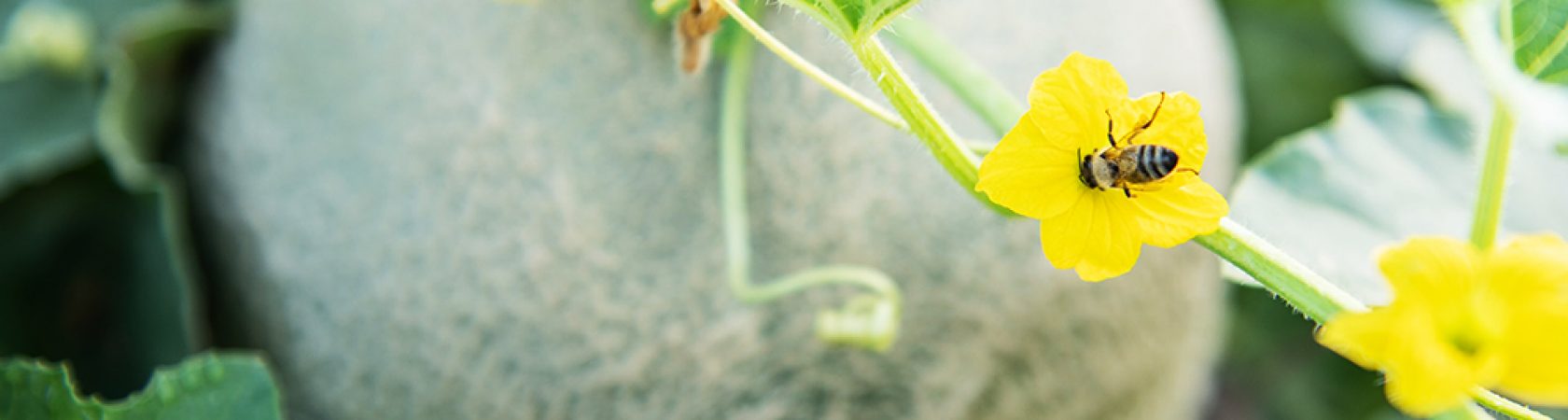 Семена перемен.