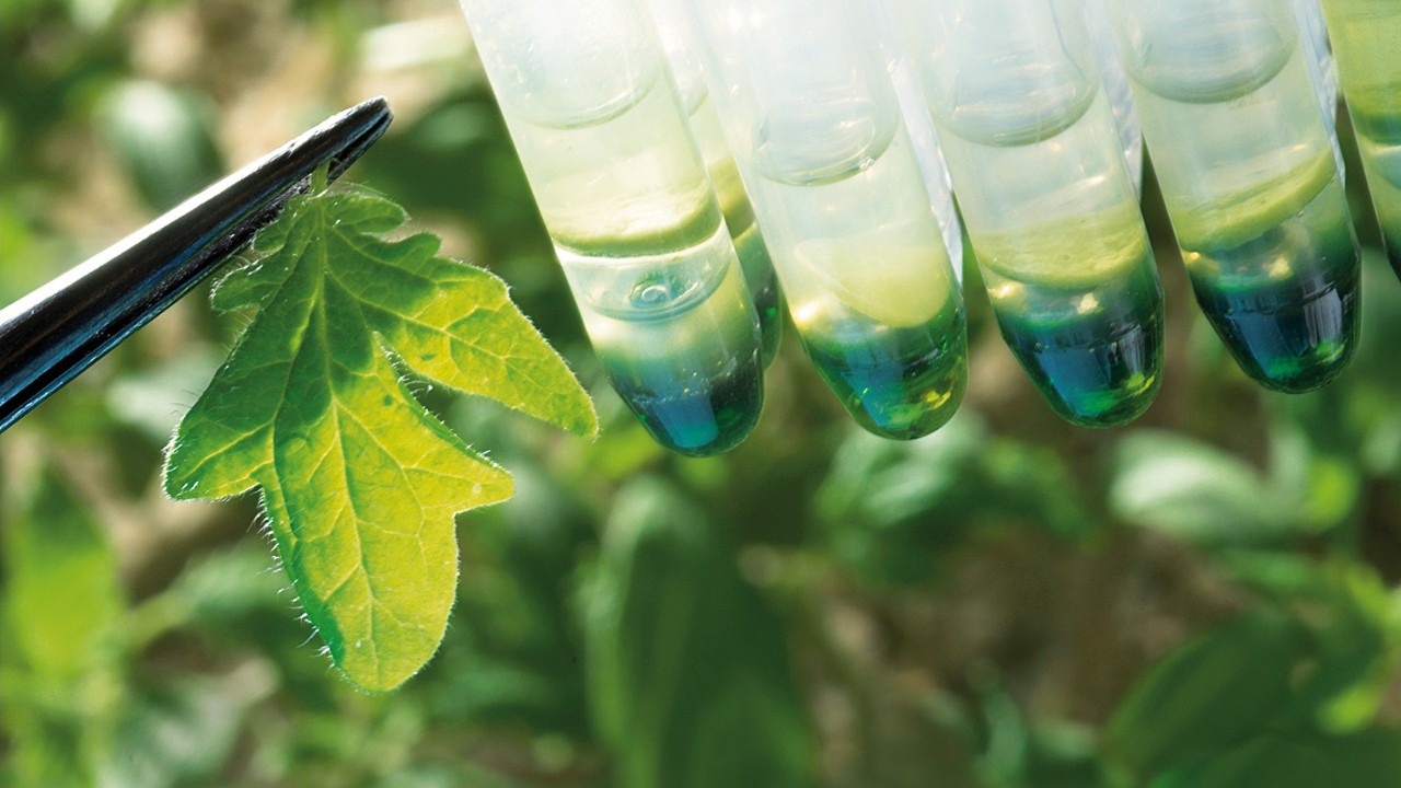 Семена, гарантирующие урожайность и прибыльность