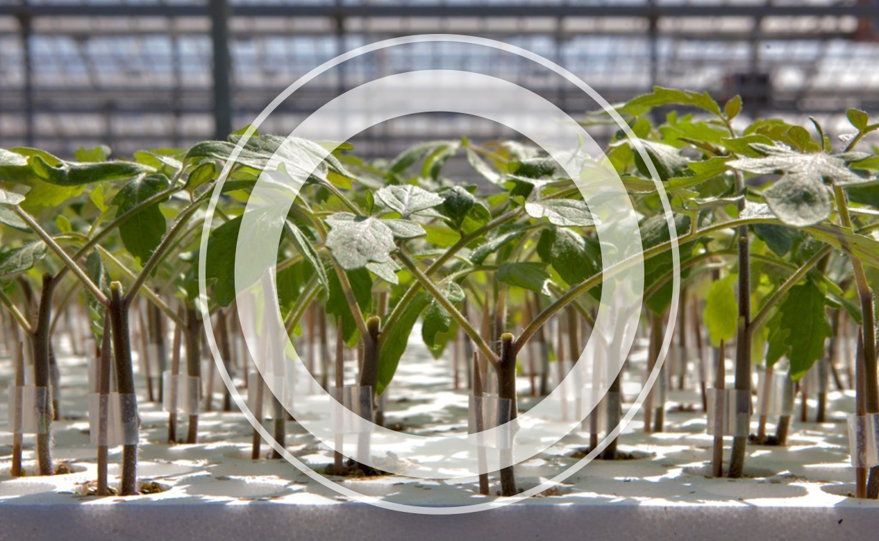 ToBRFV и влияние подвоя