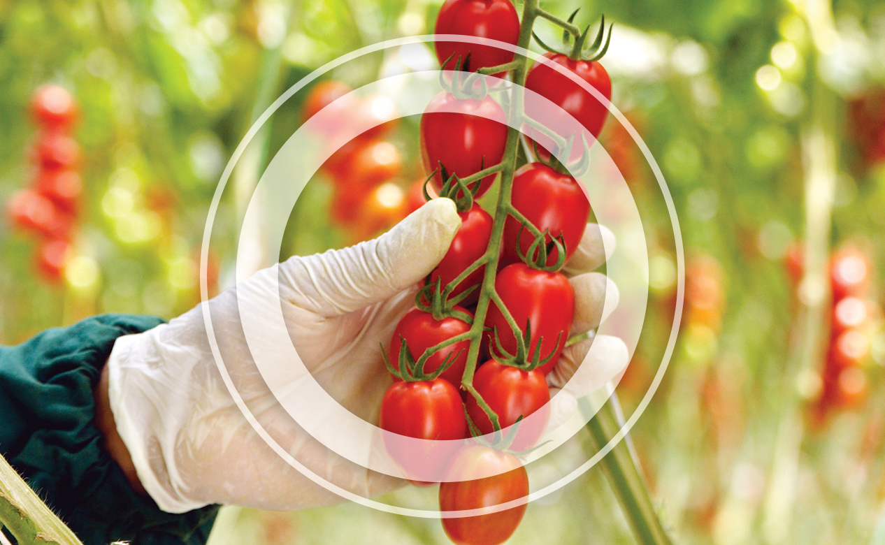 Устойчивые к ToBRFV гибриды