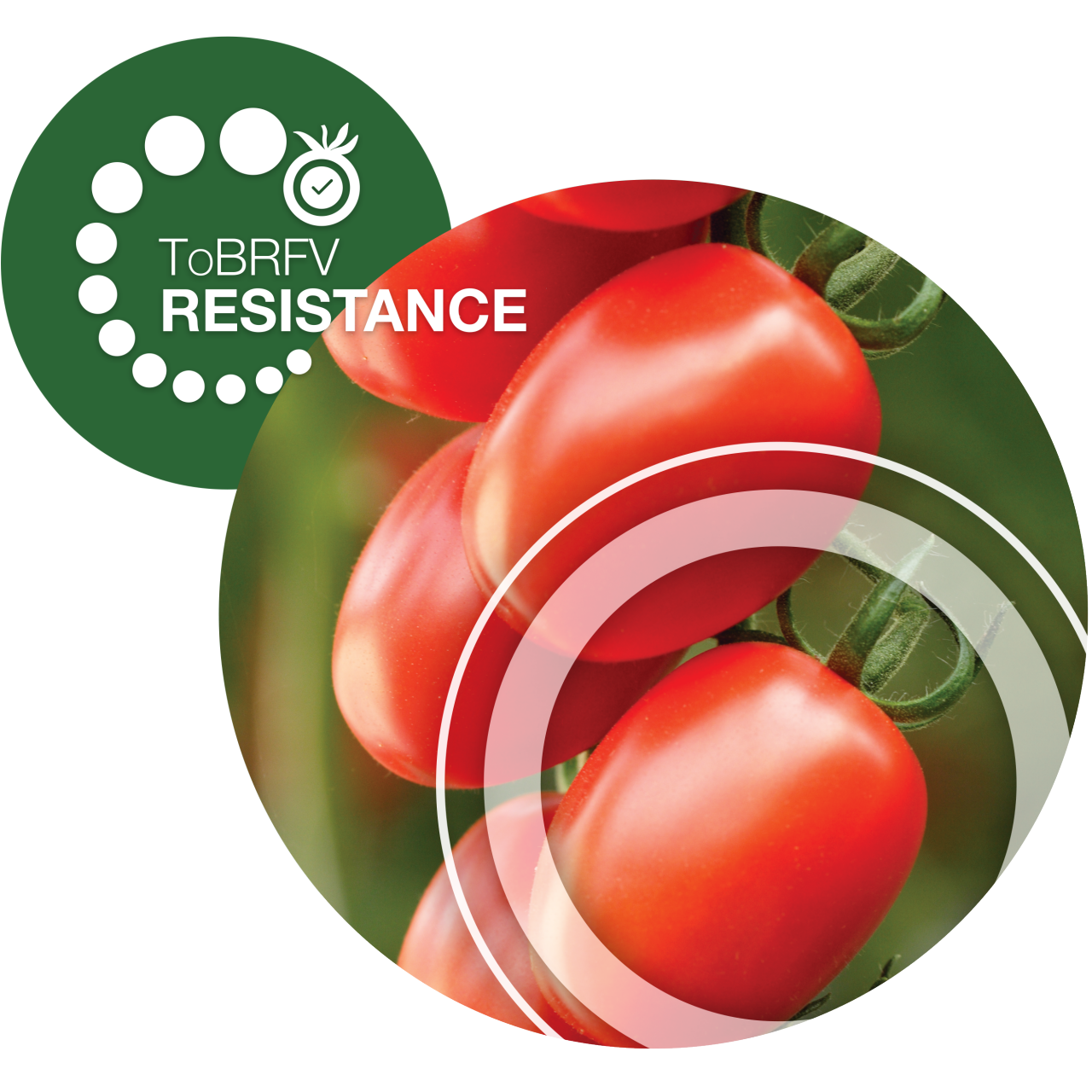 Уверенность на каждом уровне - как предотвратить распространение ToBRFV