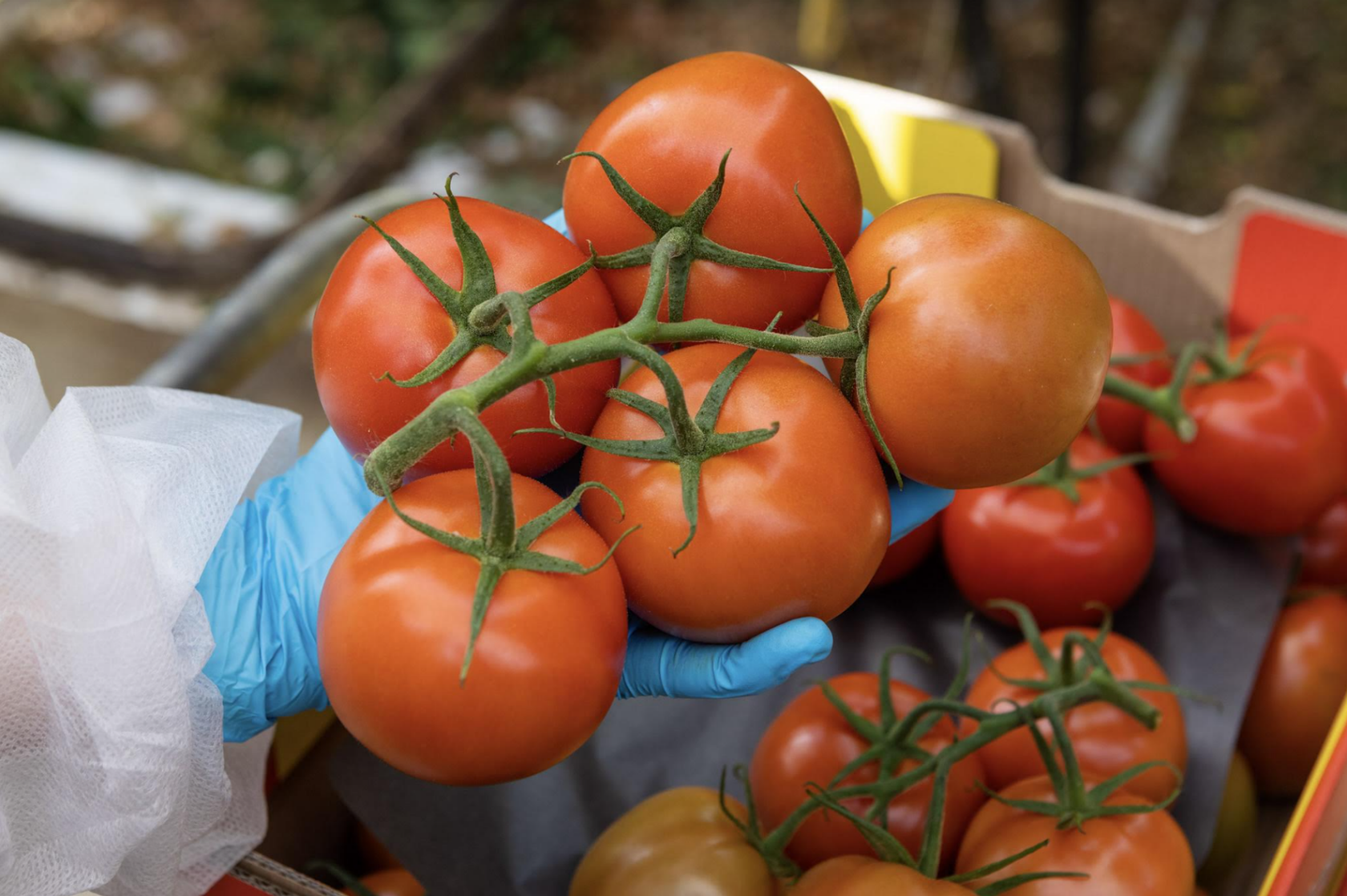 ToBRFV и роль подвоя