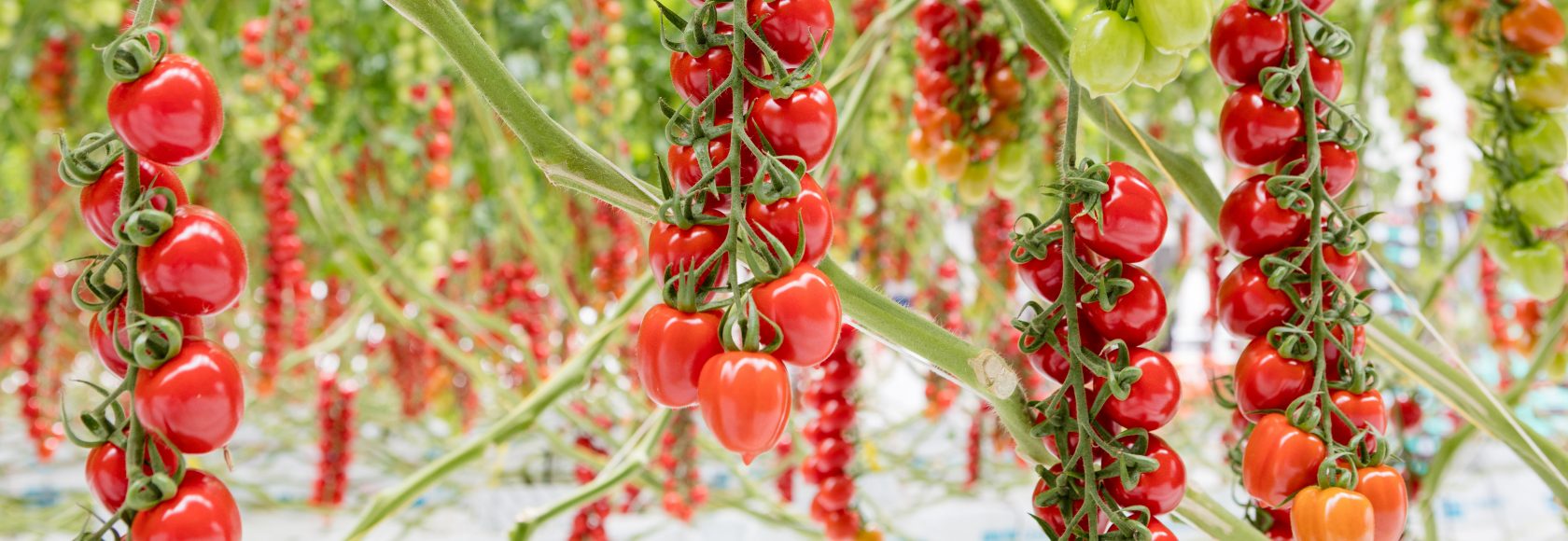 Обнаружение ToBRFV на ранней стадии