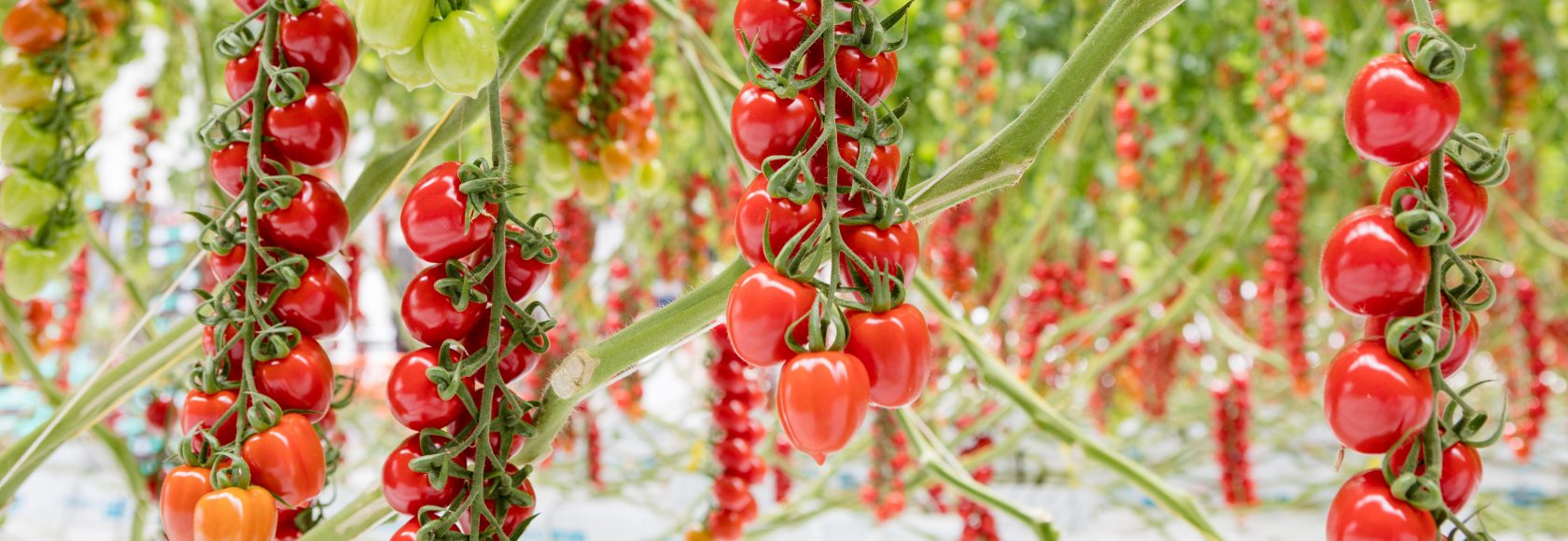 Strabini performs well in cultivation