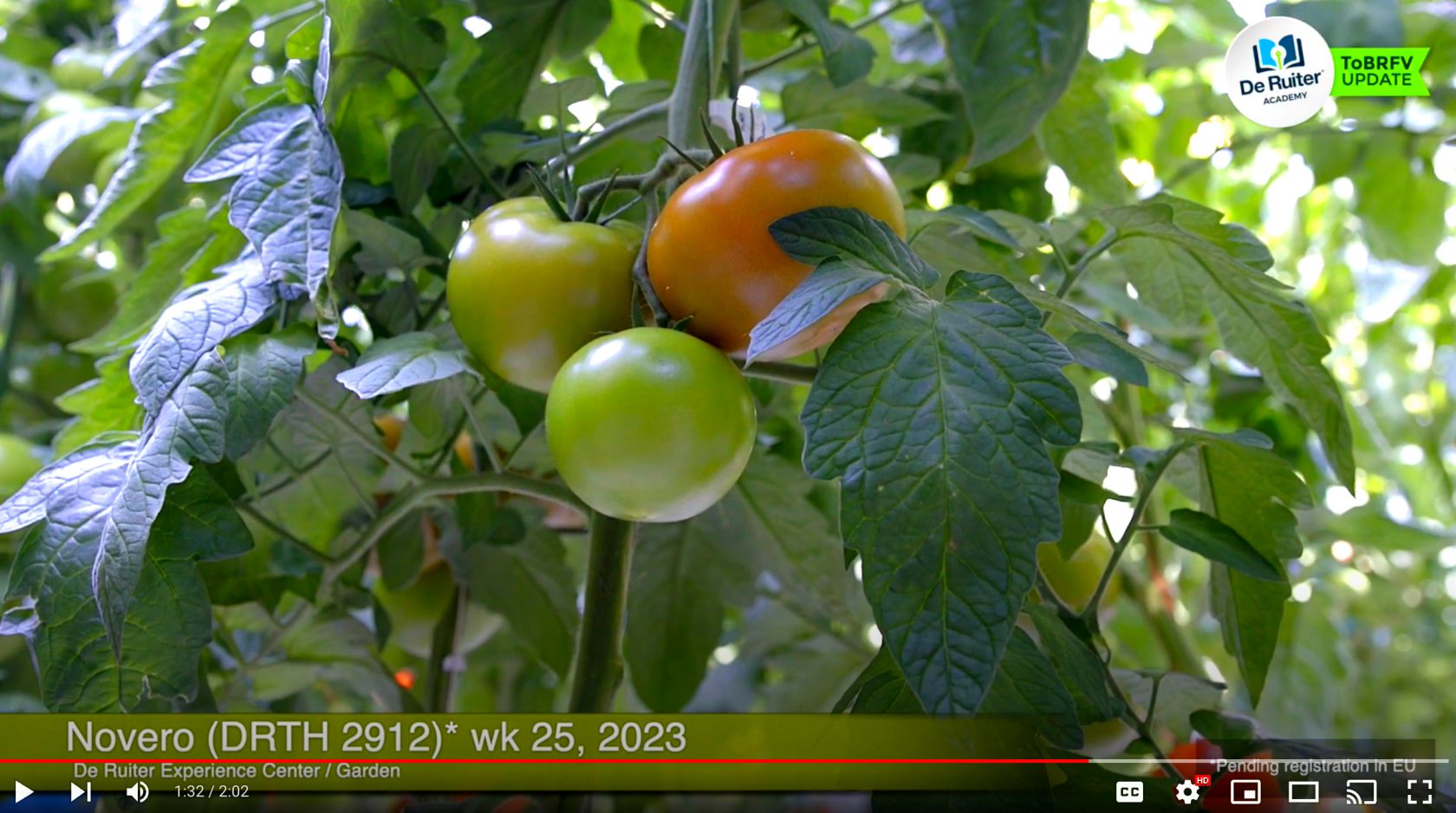 Биф-томаты Феррейра и Новеро