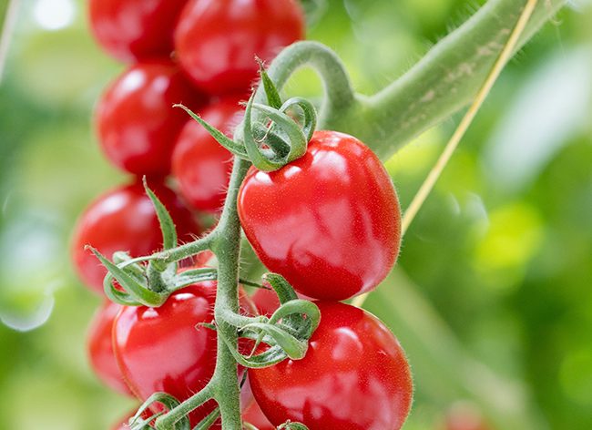 Встречайте Страбини