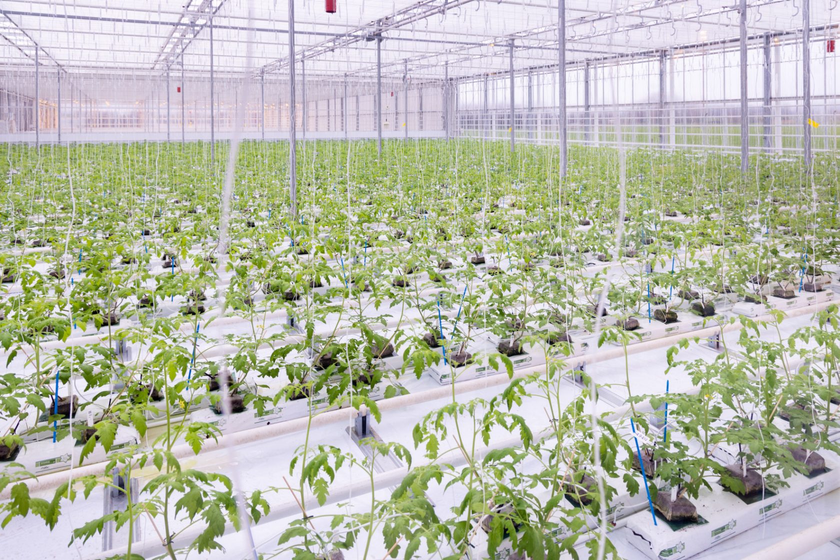 Предотвращение и обнаружение ToBRFV