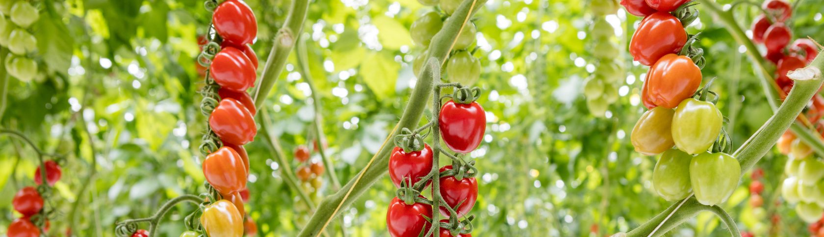 Обнаружение, изоляция и работа с ToBRFV