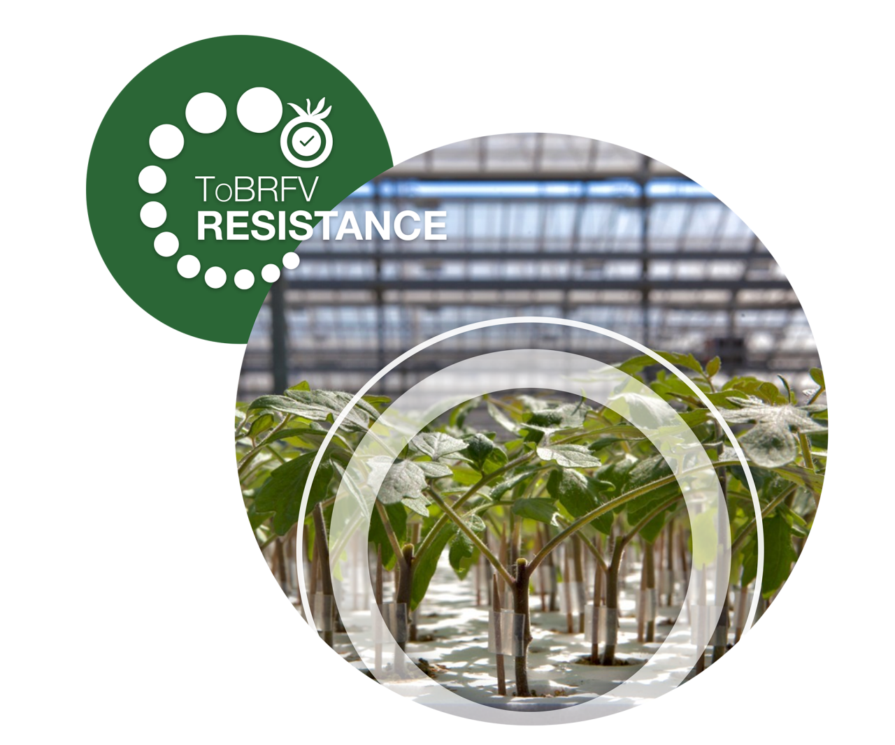 Уверенность на каждом уровне - выносливые и мощные подвои улучшают производительность